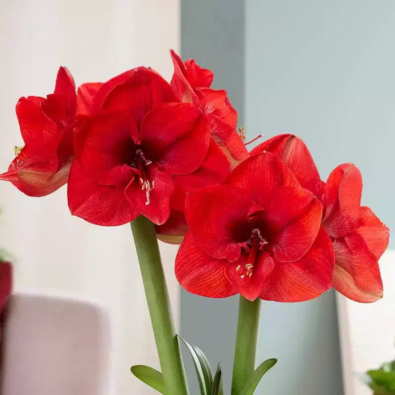 Van Zyverden Kit de bulbe d'amaryllis Sweet Valentine avec jardinière decorative artisanale