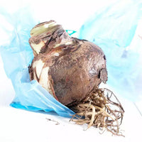 Van Zyverden Kit de bulbe d'amaryllis Sweet Valentine avec jardinière decorative artisanale