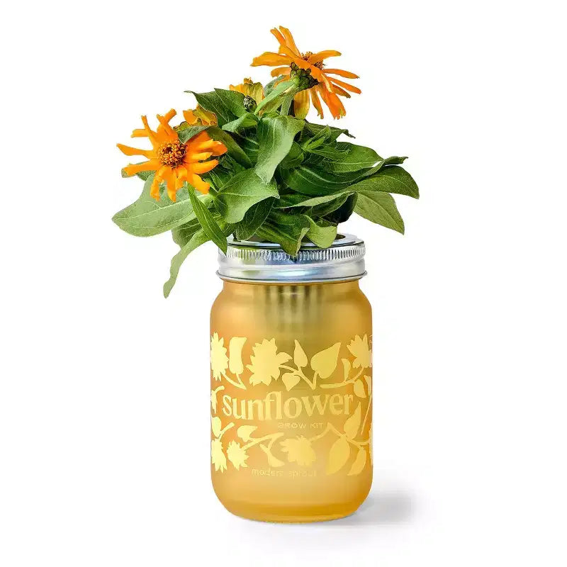 Kit de plantation en pot Modern Sprout jaune tournesol