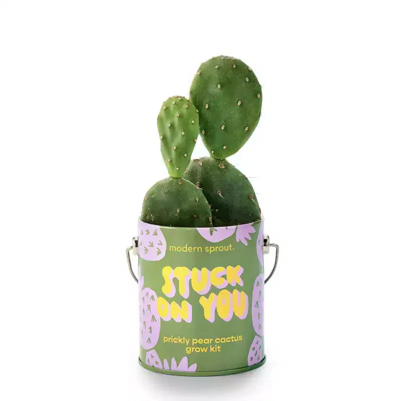 Modern Sprout Cactus Kit de demarrage de semences Stuck on You couleurs complementaires