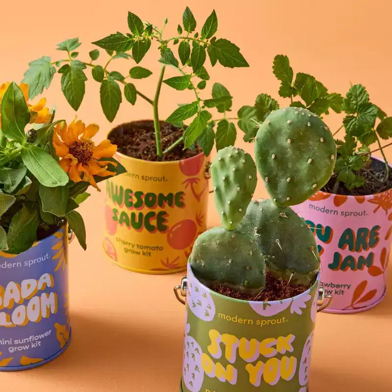 Modern Sprout Cactus Kit de demarrage de semences Stuck on You couleurs complementaires