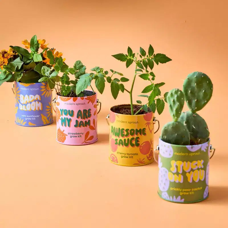 Modern Sprout Cactus Kit de demarrage de semences Stuck on You couleurs complementaires