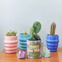 Modern Sprout Cactus Kit de demarrage de semences Stuck on You couleurs complementaires