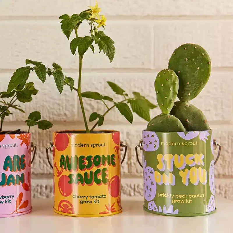 Modern Sprout Cactus Kit de demarrage de semences Stuck on You couleurs complementaires