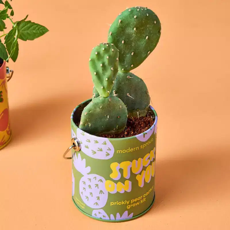 Modern Sprout Cactus Kit de demarrage de semences Stuck on You couleurs complementaires