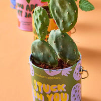 Modern Sprout Cactus Kit de demarrage de semences Stuck on You couleurs complementaires