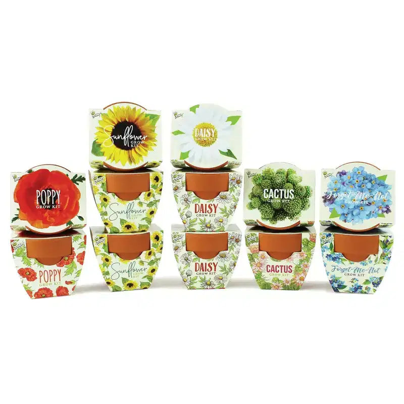 Buzzy Seeds Pack de 12 kits de culture en mini pots pour coquelicots, tournesols, marguerites, myosotis et cactus Daydream