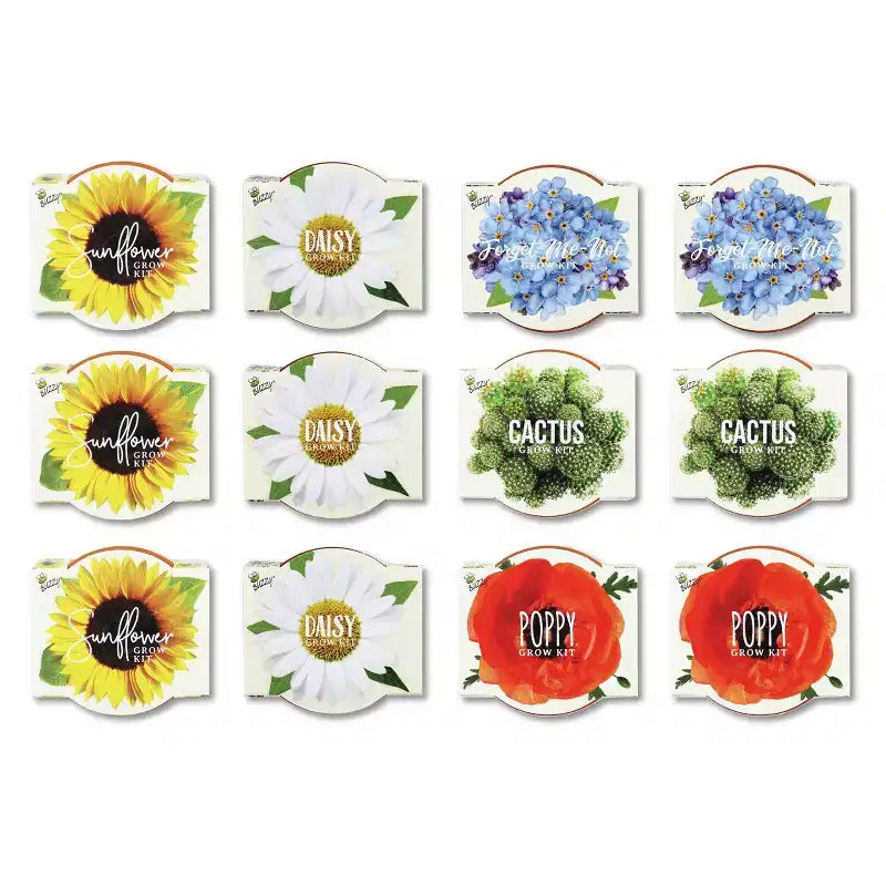 Buzzy Seeds Pack de 12 kits de culture en mini pots pour coquelicots, tournesols, marguerites, myosotis et cactus Daydream