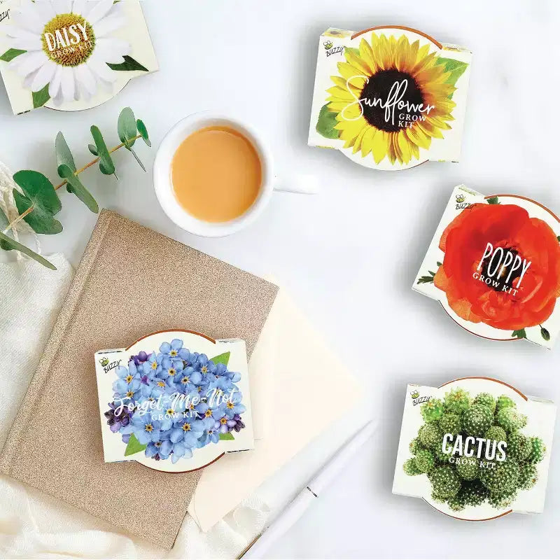 Buzzy Seeds Pack de 12 kits de culture en mini pots pour coquelicots, tournesols, marguerites, myosotis et cactus Daydream
