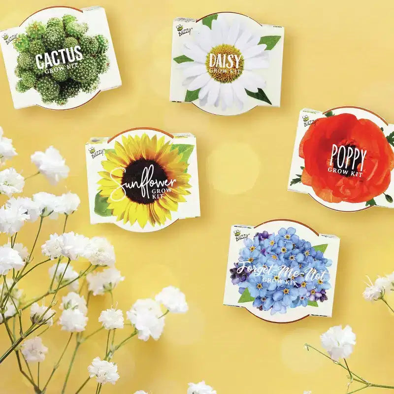 Buzzy Seeds Pack de 12 kits de culture en mini pots pour coquelicots, tournesols, marguerites, myosotis et cactus Daydream