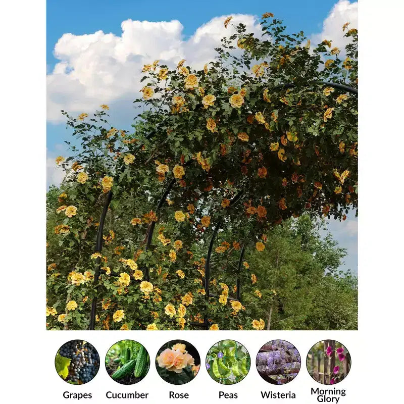 Arche de jardin pour plantes grimpantes, treillis métallique arqué durable avec finition thermolaquée, pour mariages, tonnelles et décoration extérieure, pour pelouse, fête