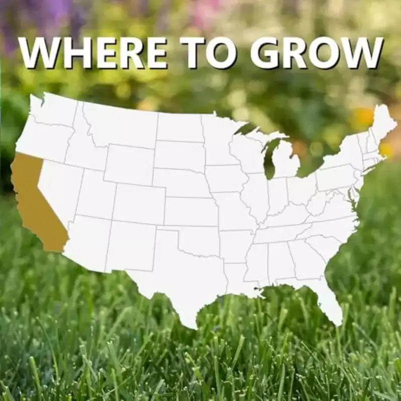 Jonathan Green Black Beauty Golden State Semences de gazon de saison fraîche de Californie, 1 lb