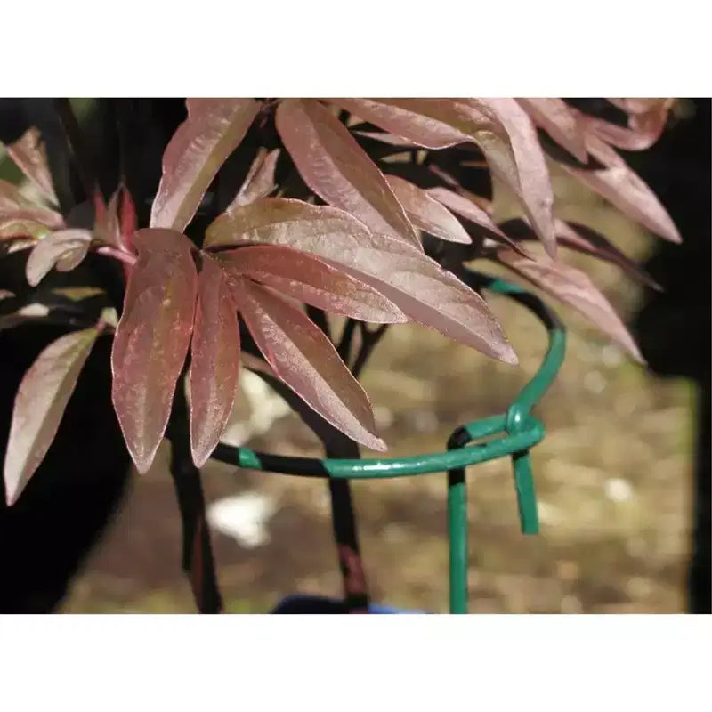 Support pour plantes Luster Leaf Link-Ups Gathering Ring, 6 anneaux x 36 pattes