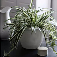 Pot rond à réserve d'eau Sevilla de HC Companies, jardinière classique en plastique avec disque interne pour plantes d'intérieur et d'extérieur, 30 cm, blanc