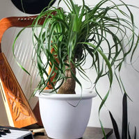 Pot rond à réserve d'eau Sevilla de HC Companies, jardinière classique en plastique avec disque interne pour plantes d'intérieur et d'extérieur, 30 cm, blanc
