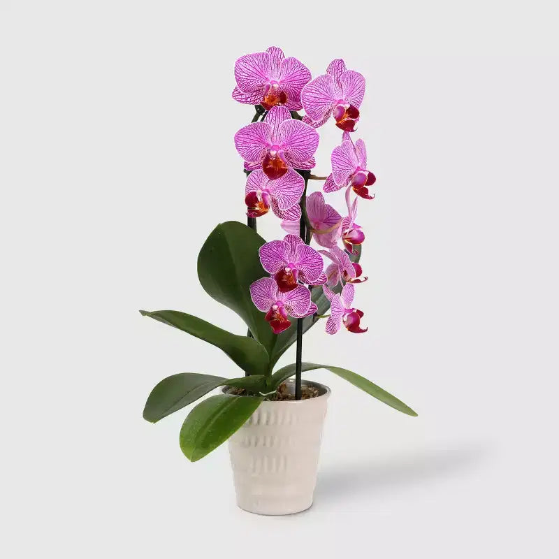 Orchidée cascade en pot de 3 po (les couleurs peuvent varier) - Good Little Garden™