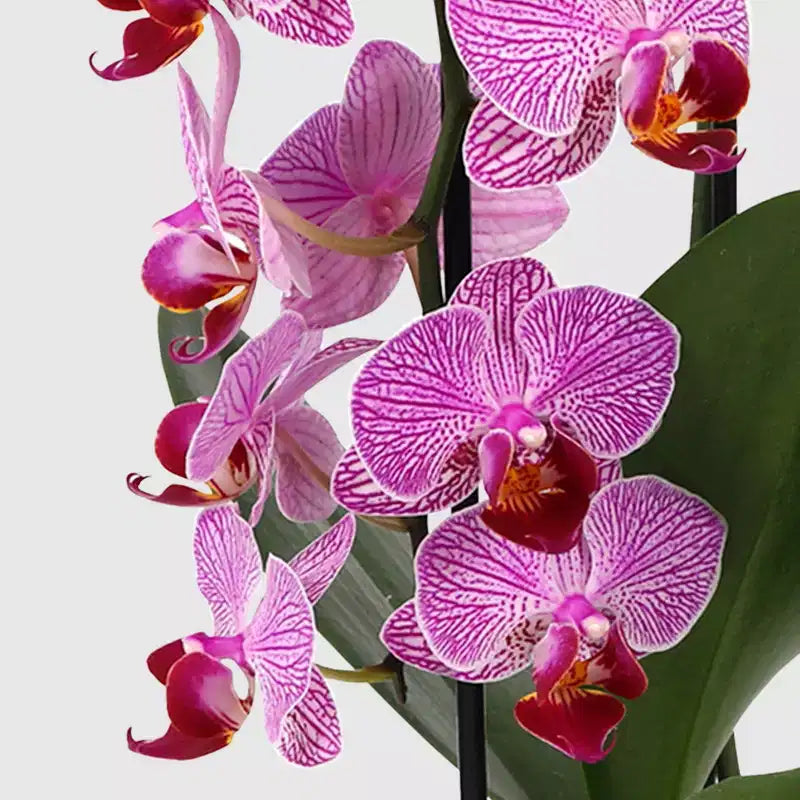 Orchidée cascade en pot de 3 po (les couleurs peuvent varier) - Good Little Garden™