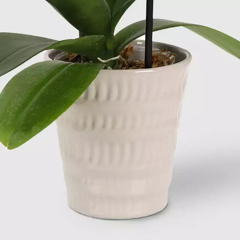 Orchidée cascade en pot de 3 po (les couleurs peuvent varier) - Good Little Garden™