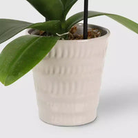 Orchidée cascade en pot de 3 po (les couleurs peuvent varier) - Good Little Garden™