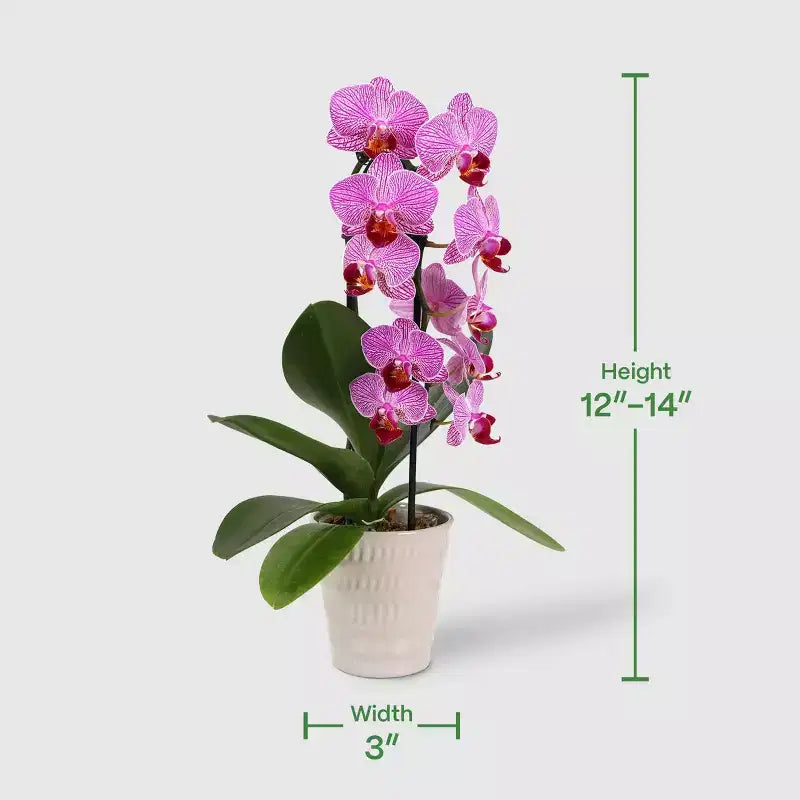 Orchidée cascade en pot de 3 po (les couleurs peuvent varier) - Good Little Garden™