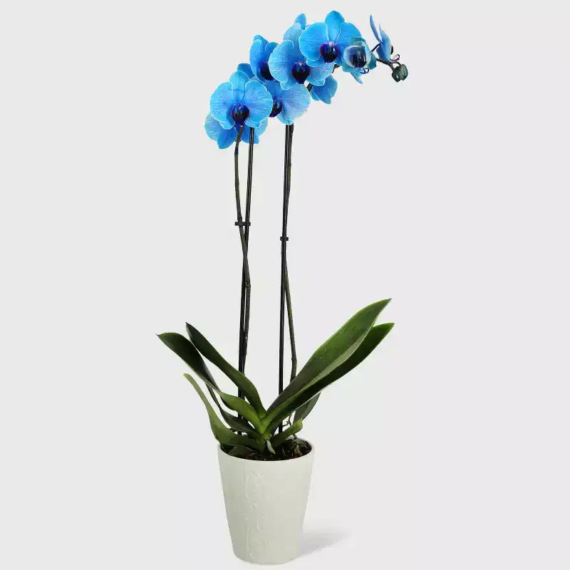 Orchidée Bleue de 12,7 cm en Pot Décoratif — Good Little Garden™