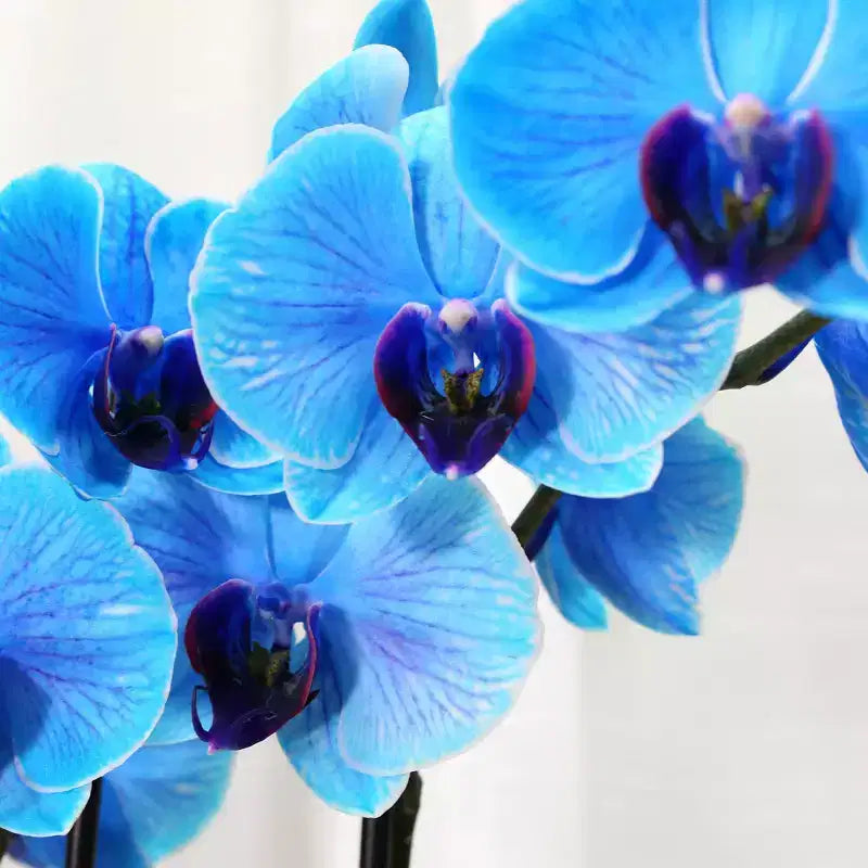 Orchidée Bleue de 12,7 cm en Pot Décoratif — Good Little Garden™