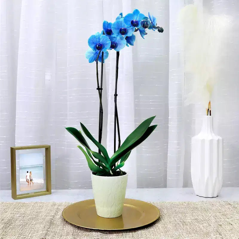 Orchidée Bleue de 12,7 cm en Pot Décoratif — Good Little Garden™