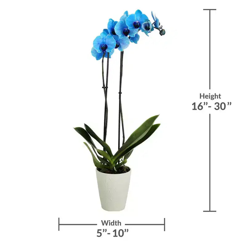 Orchidée Bleue de 12,7 cm en Pot Décoratif — Good Little Garden™